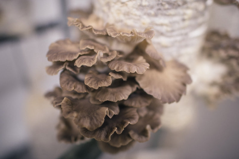 Low Tech Mushroom Farming Online Course